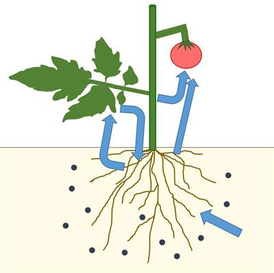 Cover image for research topic "Nutrient Use-Efficiency in Plants: An Integrative Approach"