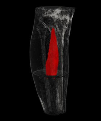 Cover image for research topic "Muscle Mechanics, Extracellular Matrix, Afferentation, Structural and Neurological Coupling and Coordination in Health and Disease"