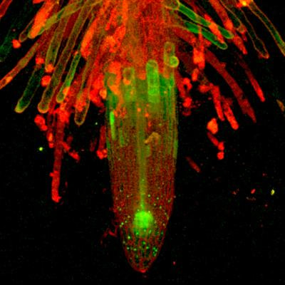 Cover image for research topic "Integration of Hormonal Signals Shaping Root Growth, Development, and Architecture"