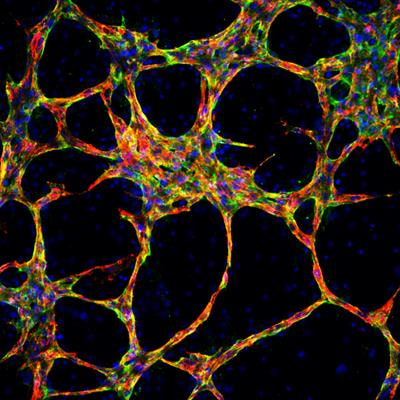 Cover image for research topic "Regulation of Adult Stem Cells Fate and Function in Natural and Artificial Microenvironments"