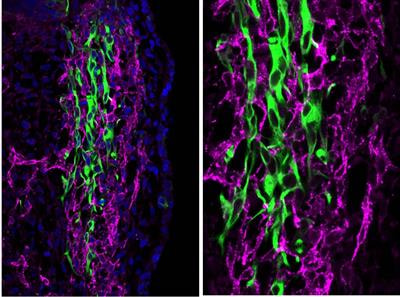 Cover image for research topic "Cranial Placodes and Neural Crest Interactions in Craniofacial Development"