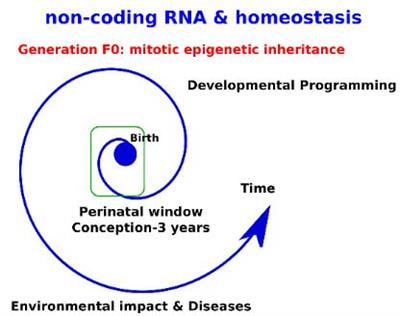 Cover image for research topic "RNA-Mediated Processes in Epigenetics; an Integrative View in the Maintenance of Homeostasis"