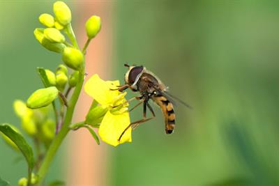 Cover image for research topic "Flower Metabolism and Pollinators"