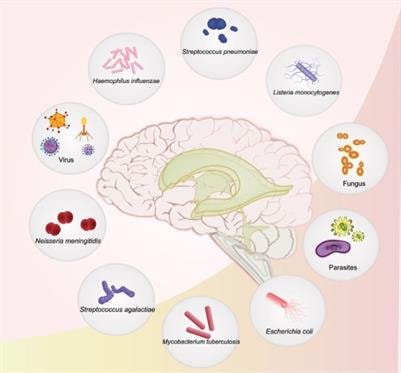 Cover image for research topic "Host-pathogen Interaction in Central Nervous System Infection"