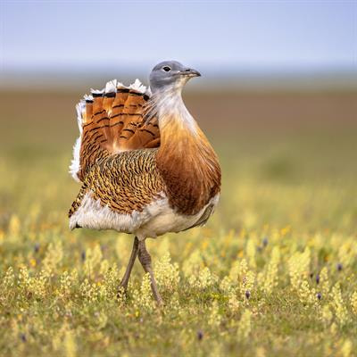 Cover image for research topic "Avian Biodiversity Collapse in the Anthropocene: Drivers and Consequences"