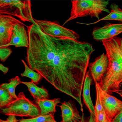 Cover image for research topic "Functionalized Organic Fluorescent Materials for Biosensing and Bioimaging"