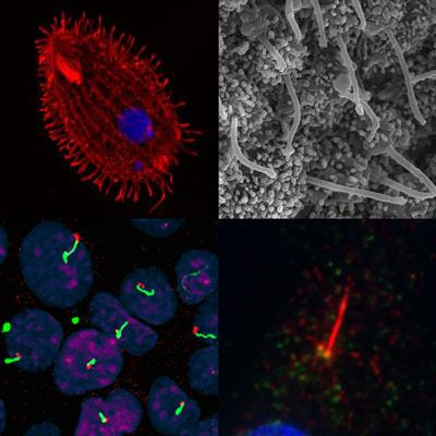 Cover image for research topic "The Cytoskeleton and Cellular Compartmentation: Cilia as Specialized Cellular Domains"