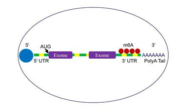 Cover image for research topic "Genetics and Epigenetics of RNA Methylation System in Human Cancers"