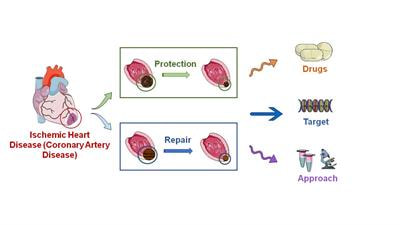 Cover image for research topic "Cardio-Protection and Heart Repair: New Drugs, Targets and Approaches"