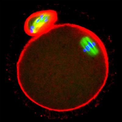 Cover image for research topic "Quality Control of Mammalian Oocyte Meiotic Maturation: Causes, Molecular Mechanisms and Solutions"