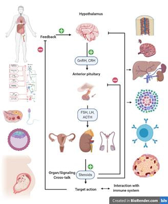 Cover image for research topic "Systemic Regulation of Organ Homeostasis and Implications of Hormones and Immunity"