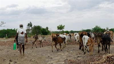 Cover image for research topic "Advancing the Development and Implementation of Regional, National Tuberculosis Control Programs in Livestock in Africa, Asia, and Latin America"