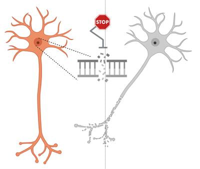 Cover image for research topic "Genomic Instability and Neurodegeneration"