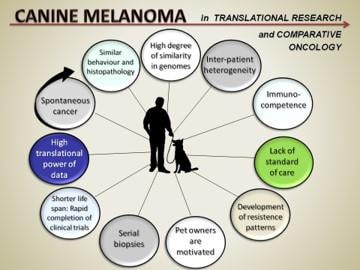 Cover image for research topic "Canine Melanoma in Comparative Oncology: Translate Research Advances to Develop New Diagnostic and Therapeutic Options"