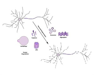 Cover image for research topic "Protein Degradation, Aggregation, Membrane Trafficking and Exosomes in Neuronal Health and Disease"