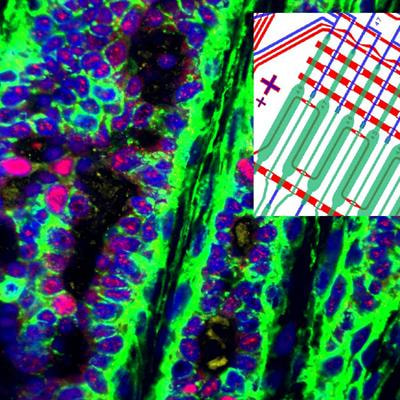 Cover image for research topic "Single Cell Analysis"