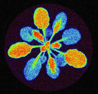 Cover image for research topic "The Back-and-Forth between Metabolism and Photosystem I"