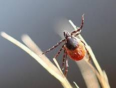 Cover image for research topic "Current Knowledge on Pathogenic and Endosymbiotic Tick-Borne Bacteria"