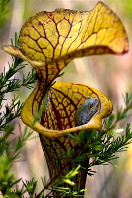 Cover image for research topic "Genomics, Functional, Evolutionary, and Ecological Perspectives on the Biology of Carnivorous Plants"