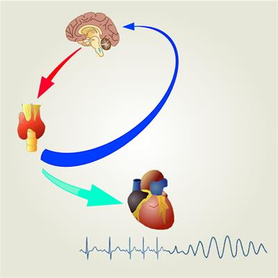 Cover image for research topic "Thyroid Hormones and Cardiac Arrhythmia"