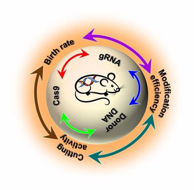 Cover image for research topic "CRISPR Techniques for Biomedical Engineering and Functional Genomics"