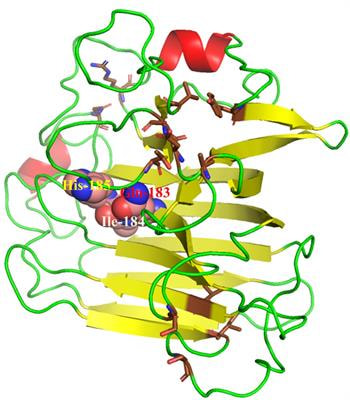 Cover image for research topic "Marine Microorganisms and Their Enzymes with Biotechnological Application"