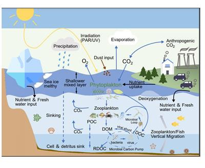 Cover image for research topic "Responses of Marine Microbes to Multiple Environmental Drivers of Global Change: the Interplay of Abiotic and Biotic Factors"