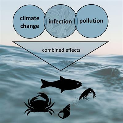 Cover image for research topic "Immunity and Disease of Aquatic Organisms Under the Combined Impact of Anthropogenic Stressors: Mechanisms and Disease Outcomes"