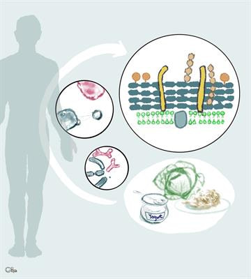 Cover image for research topic "Probiotic bacteria-derived effector molecules and their impact on the host in health and disease"