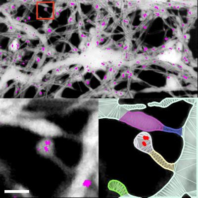 Cover image for research topic "Methods and Tools for Bioimage Analysis"