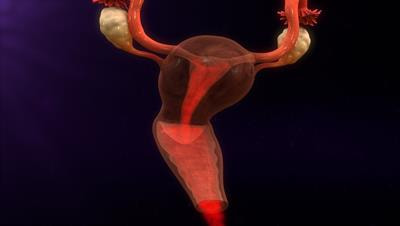 Cover image for research topic "Menstruation: Myths, Mechanisms, Models and Malfunctions"