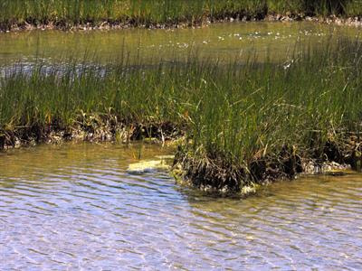 Cover image for research topic "Coastal Protection Provided by Ecosystems: Observations and Modeling Across Scales"