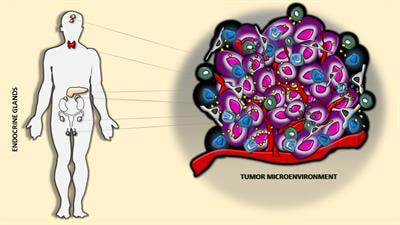 Cover image for research topic "Further Advances in Understanding the Endocrine Cancer Microenvironment"