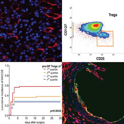 Cover image for research topic "Targeting Innate and Adaptive Immunity for Improvement of Cardiovascular Disease"