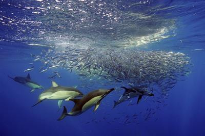 Cover image for research topic "Ecological and Behavioral Traits of Apex Predators in Oceanic Insular Ecosystems: Advances and Challenges in Research and Conservation"