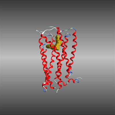 Cover image for research topic "Therapeutic Potential of the Cannabinoid CB2 Receptor"