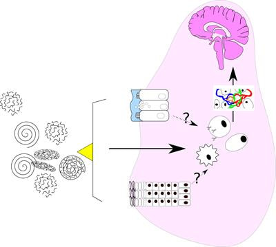 Cover image for research topic "Non-coding RNA in Immunotherapies and Immune Regulation"