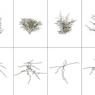 Cover image for research topic "Branching and Rooting Out with a CT Scanner: The Why, the How, and the Outcomes, Present and Possibly Future"