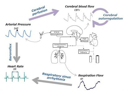 Cover image for research topic "Granger Causality and Information Transfer in Physiological Systems: Basic Research and Applications"