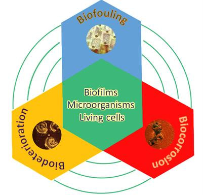 Cover image for research topic "Biofouling, Biocorrosion and Biodeterioration: Recent Advancements"