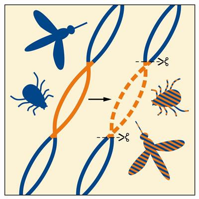 Cover image for research topic "The Transition of Novel Genetic Control Strategies into Reality for Vector-Borne Tropical Disease Control and Prevention; Research Advances and next Steps"
