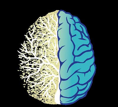 Cover image for research topic "The Role of the Brain in Health and Disease Across the Lifespan"