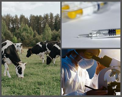 Cover image for research topic "Vaccines Against Parasitic Infections in Domestic Animals"