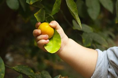 Cover image for research topic "Baby foods: Quality, Safety, Technology, and Regulation"