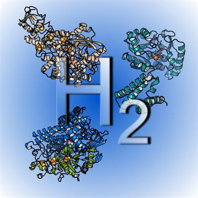 Cover image for research topic "Hydrogenase: Structure, Function, Maturation, and Application"