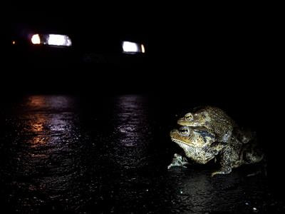 Cover image for research topic "Amphibian and Reptile Road Ecology"