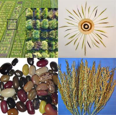 Cover image for research topic "Harnessing Genebanks: High-Throughput Phenotyping and Genotyping of Crop Wild Relatives and Landraces"