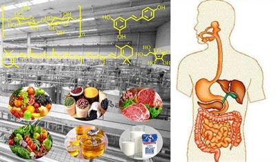 Cover image for research topic "The Effects of Food Processing on Food Components and Their Health Functions, Volume II"