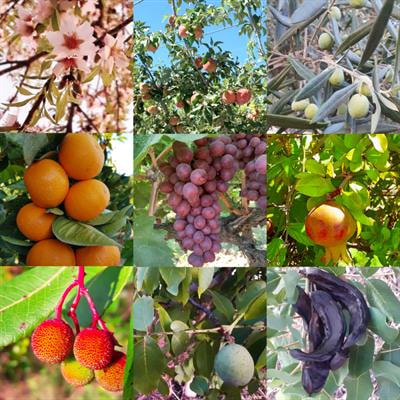 Cover image for research topic "Recent Advancements on the Development and Ripening of Mediterranean Fruits and Tree Crops"