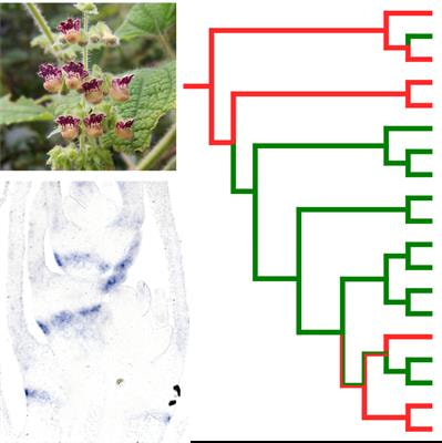 Cover image for research topic "Mechanisms Underlying Phenotypic Convergence in Plants"